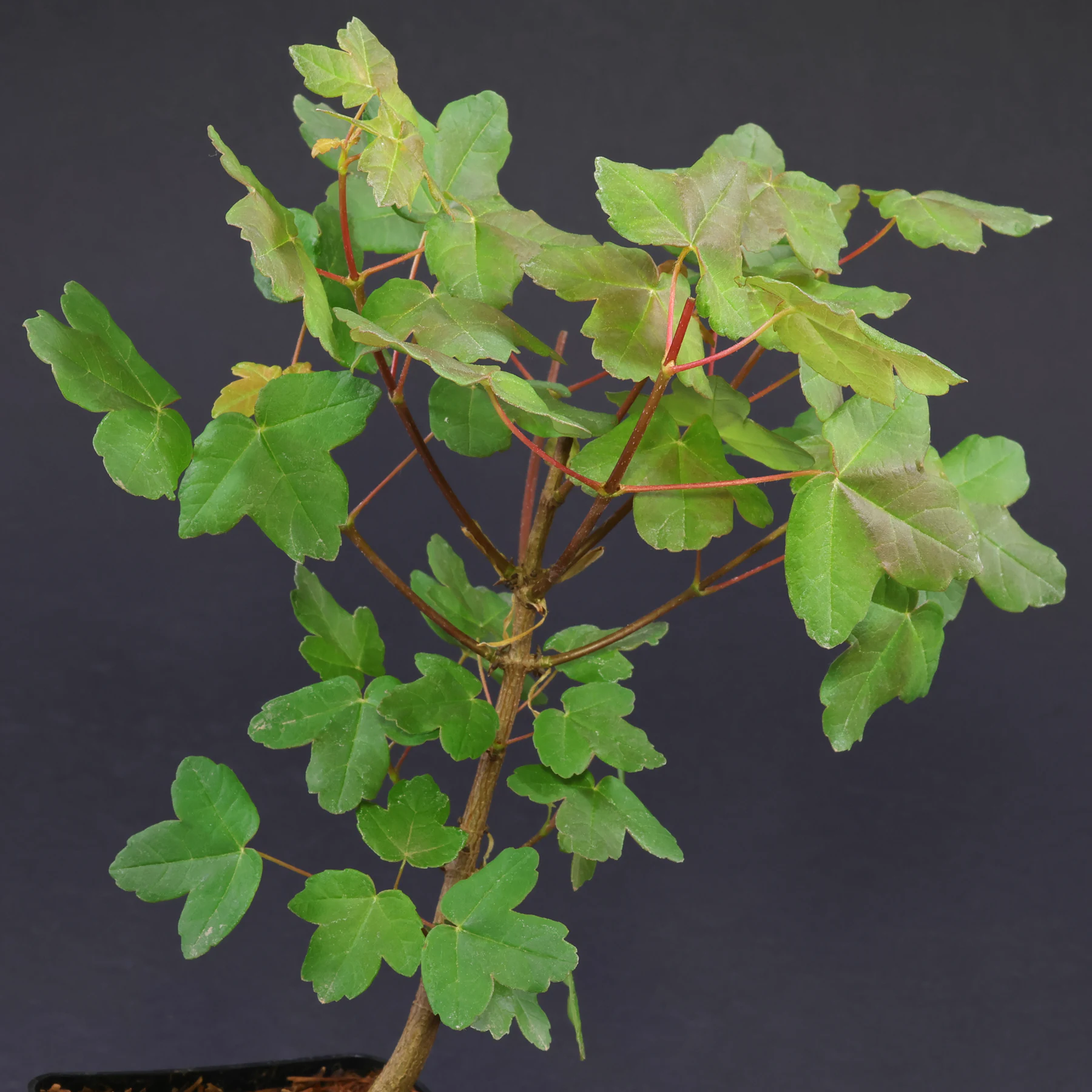 Acer monspessulanum