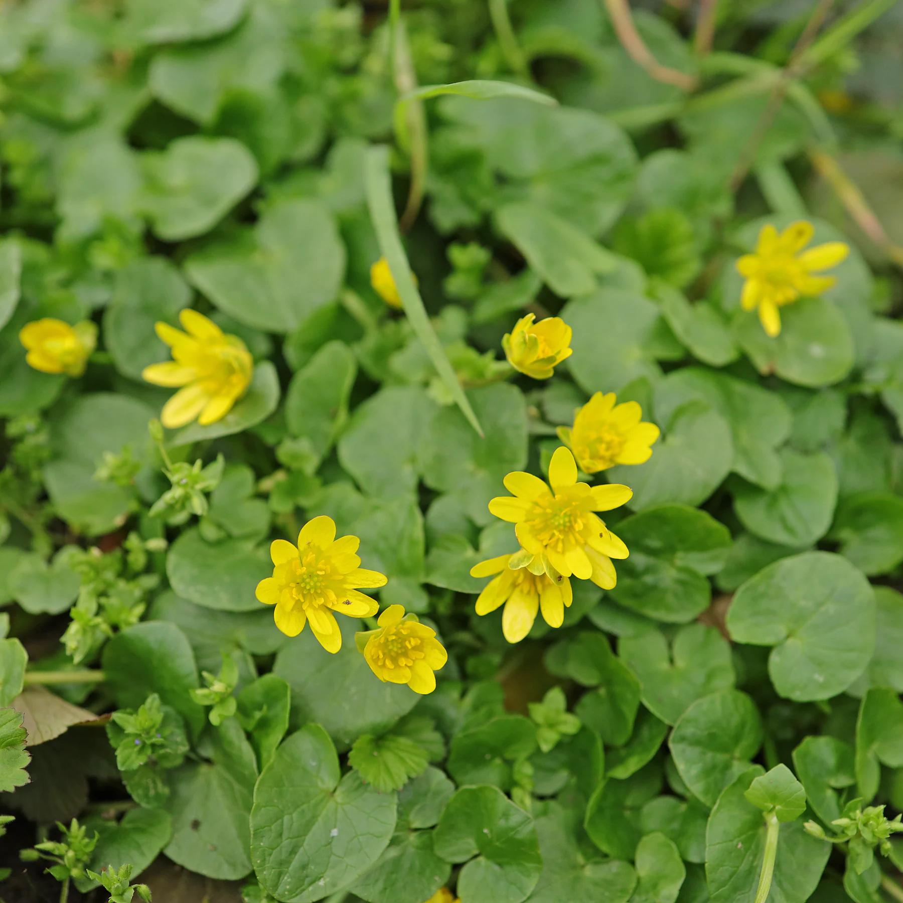 Ficaria verna