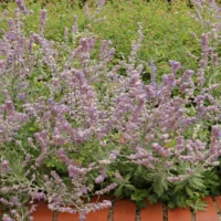 Salvia yangii