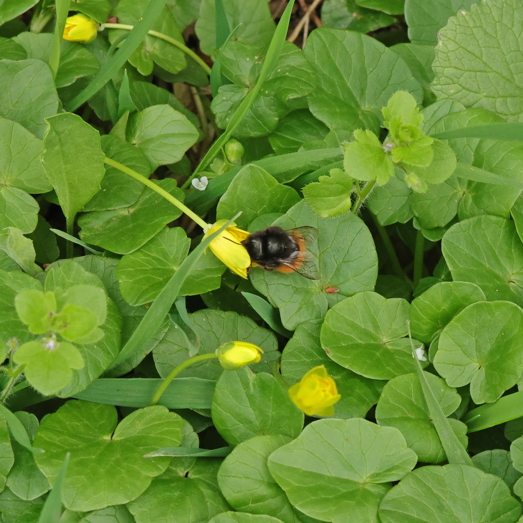 Scharbockskraut & Steinhummel