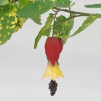 Abutilon megapotamicum