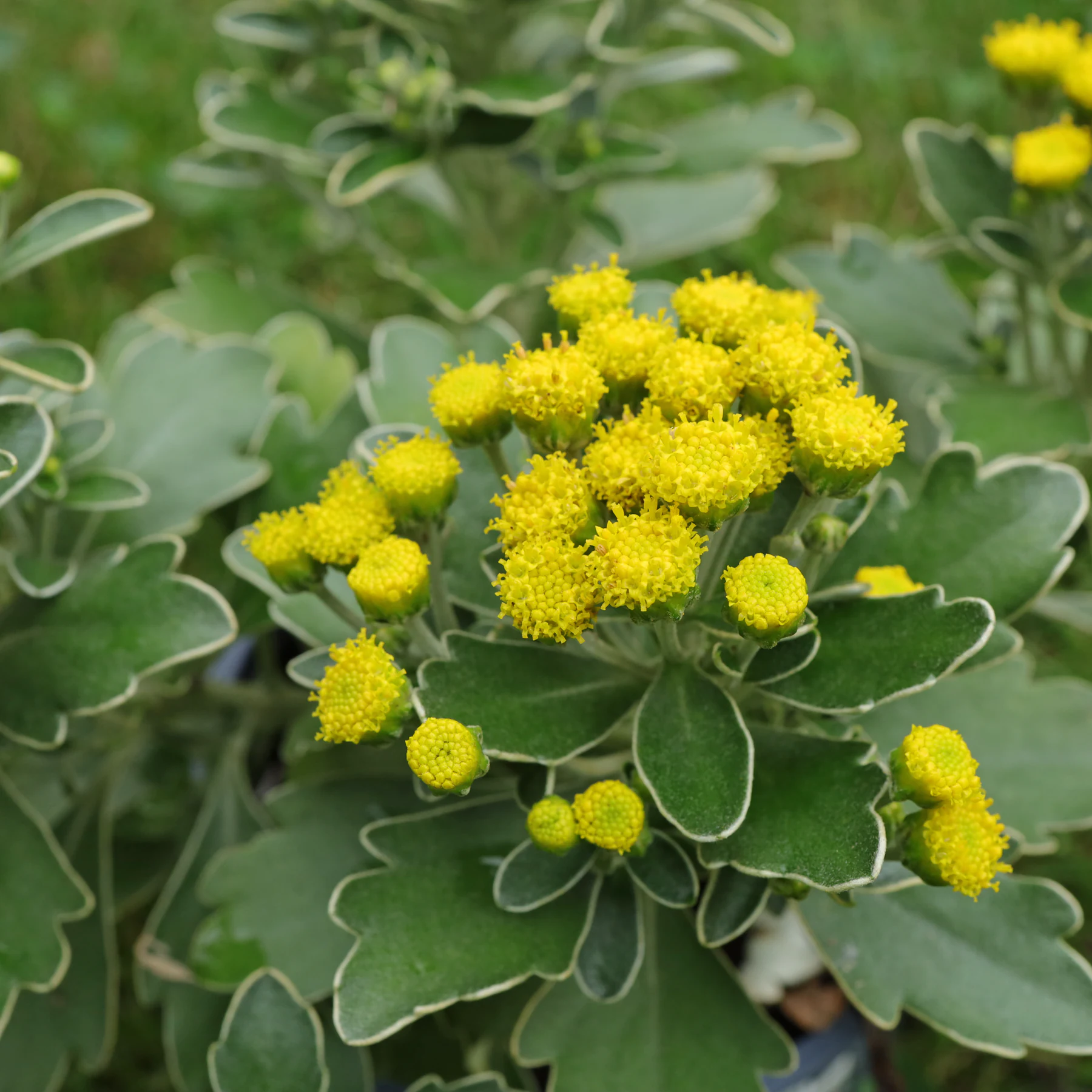 Ajania pacifica