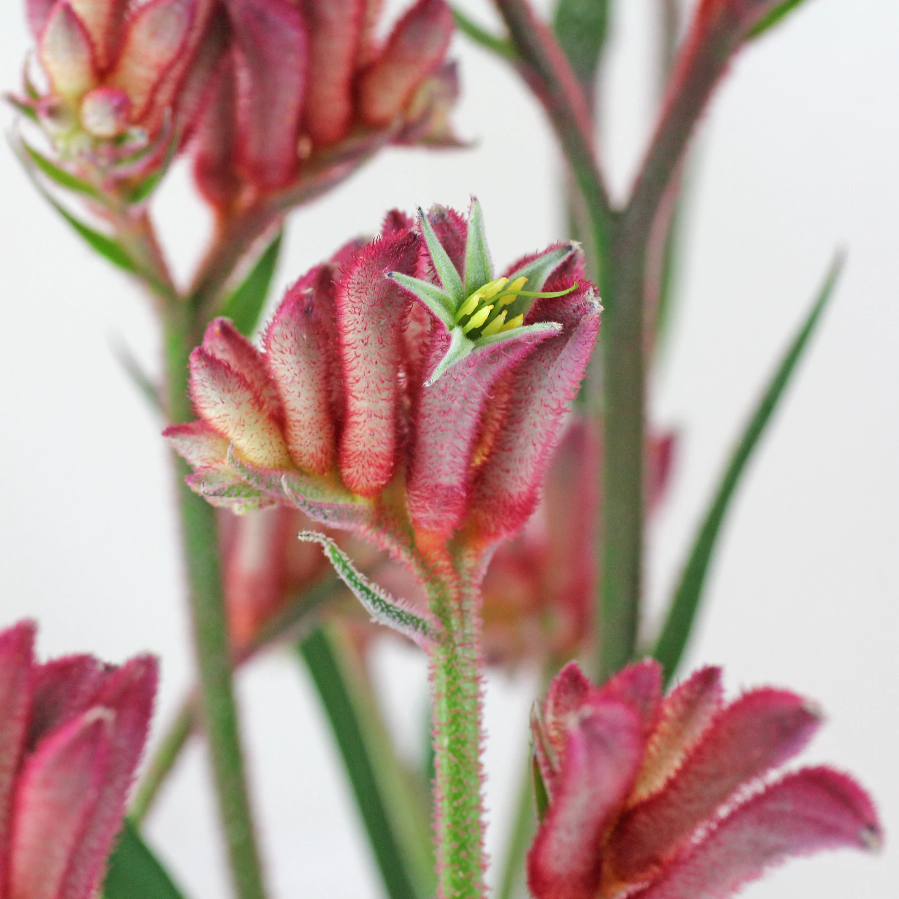 Anigozanthos flavidus