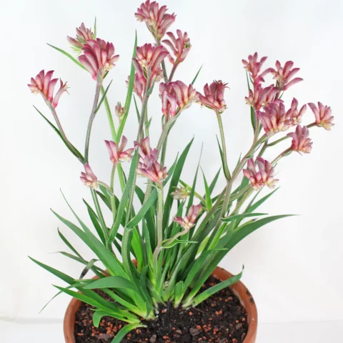 Anigozanthos flavidus