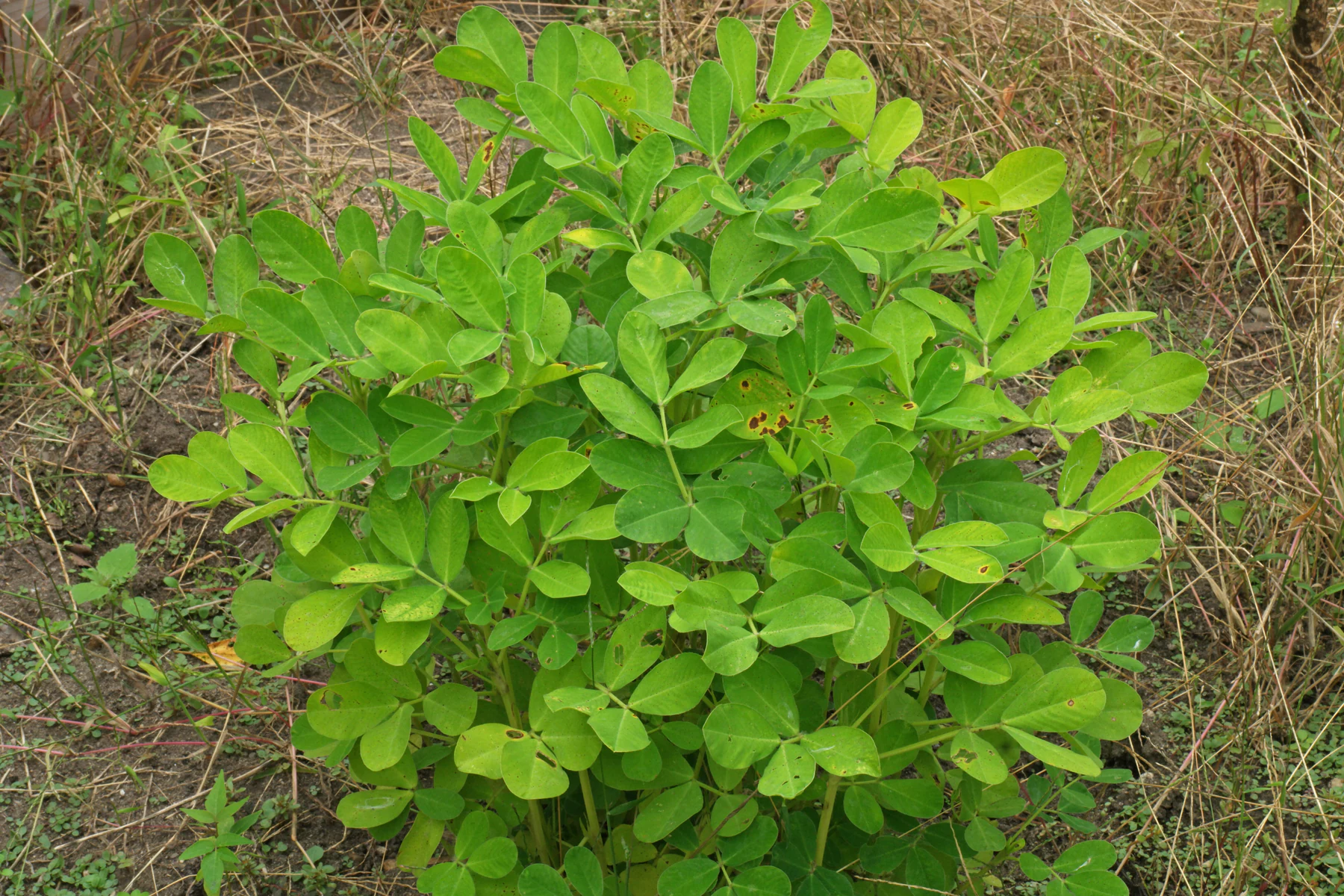 Arachis hypogaea