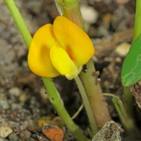Arachis hypogaea