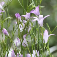Campanula rapunculus
