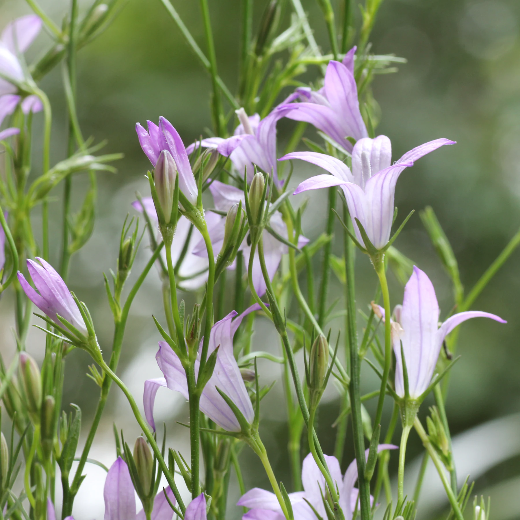 Campanula rapunculus