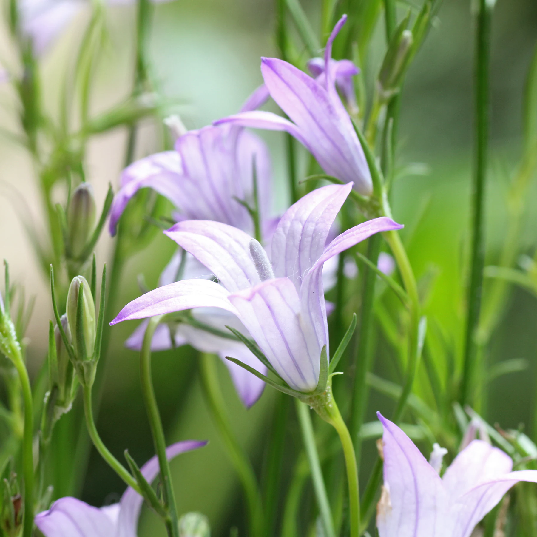 Campanula rapunculus