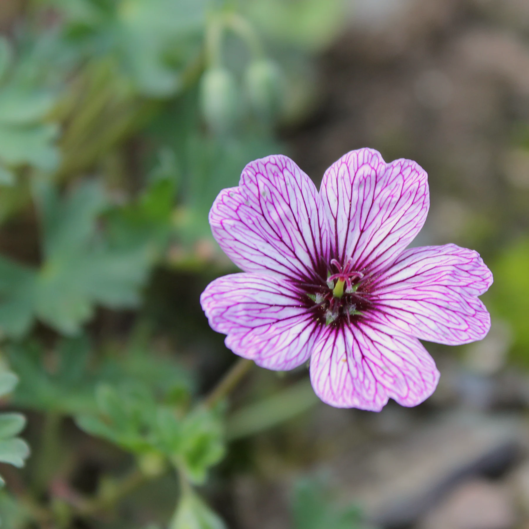 Geranium cinereum