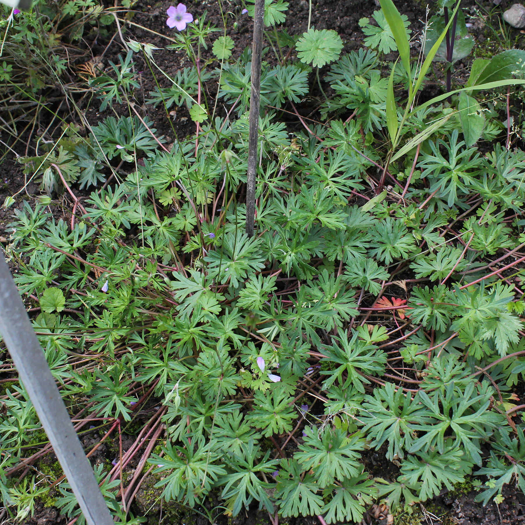 Geranium columbinum