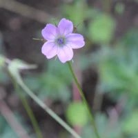 Geranium columbinum