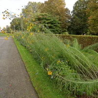 Helianthus salicifolius