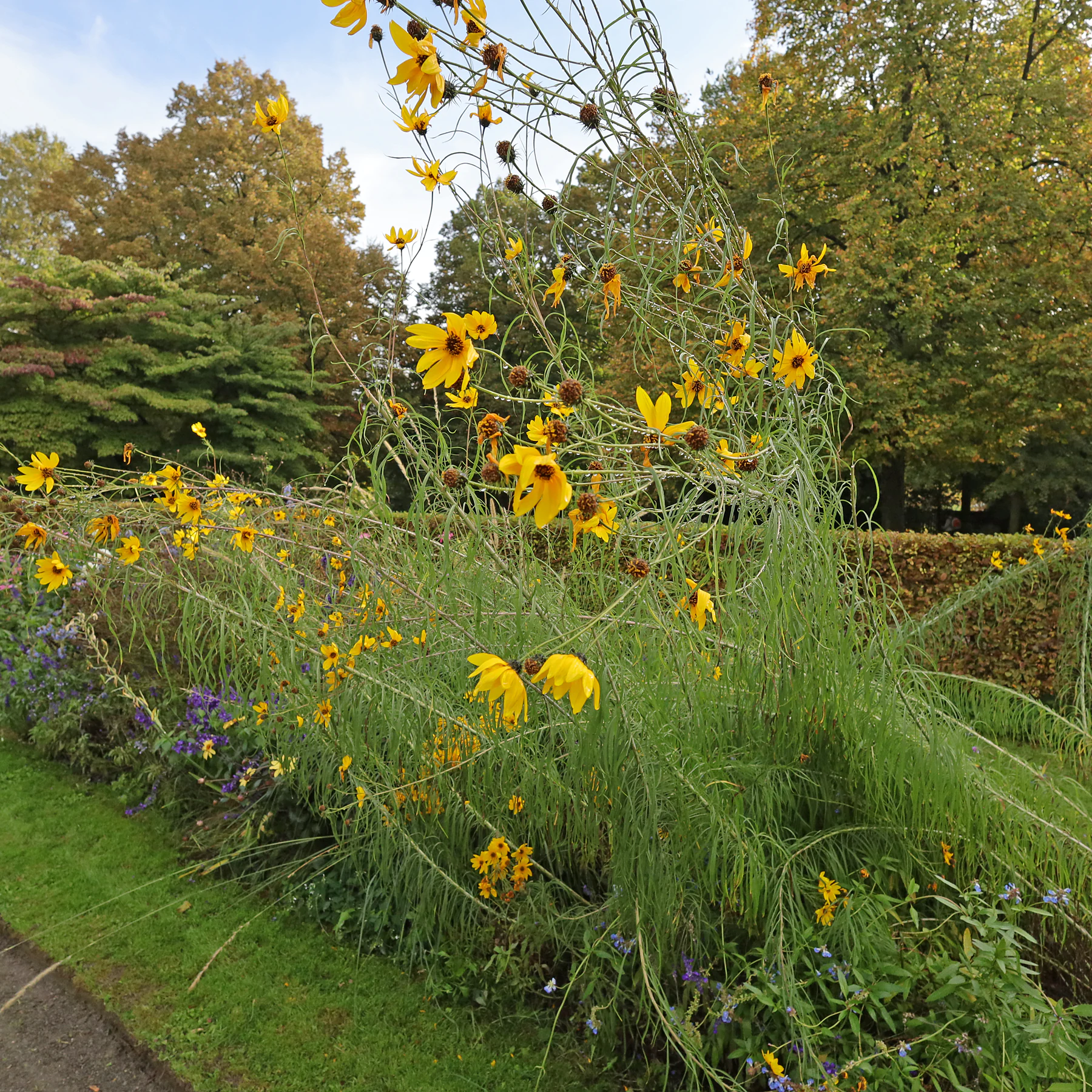 Helianthus salicifolius