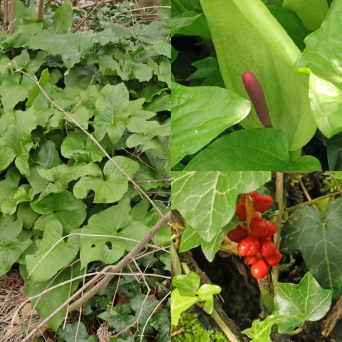 Arum maculatum