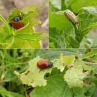 Pappelblattkäfer Weidenblattkäfer