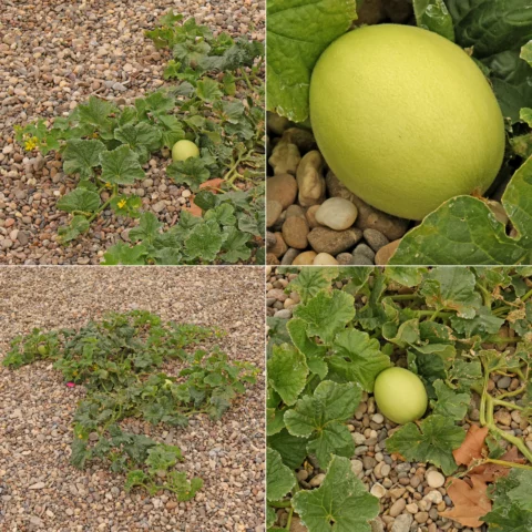 Cucumis melo