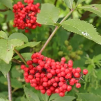 Beeren Sambucus racemosa